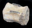 Thescelosaurus? Vertebrae - Aguja Formation, Texas #31721-1